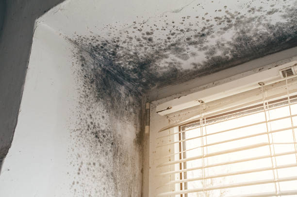 Trusted Commercial Mold Remediation service in East Brunswick, NJ - Cheap Mold Removal